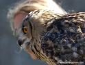 grandduc_2495