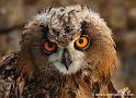 grandduc_9892