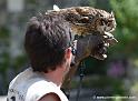 hibou_0116