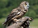 hibou_2465