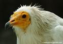 percno_9897