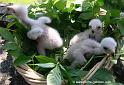 pioupiou0074