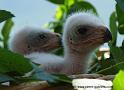 pioupiou_0168
