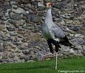 serpentaire_7538
