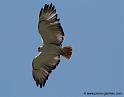 augures_1141