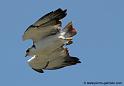 augures_1145