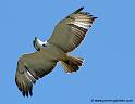 augures_1339