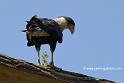 caracara_1286