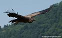 condor_1221