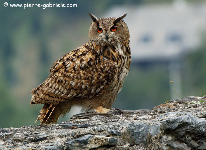 grandduc_3586.jpg