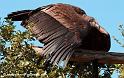 condor_3963