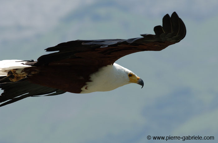 pygargue_2525.jpg