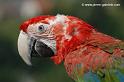 ararouge_2764
