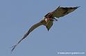 augures_2638