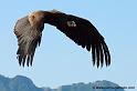 condor_2480