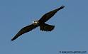 faucon_2401