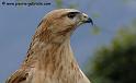 feroce_0301