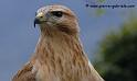 feroce_0302