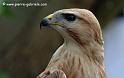 feroce_1414