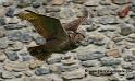 grandduc_0462