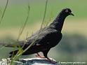 pigeon_2676
