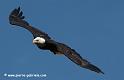 aigleamericain_2379
