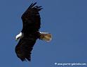 aigleamericain_7525