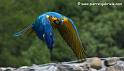 arableu_7535