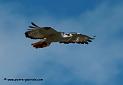 augures_1088