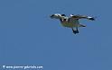 augures_7432