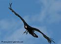 vautour_5005