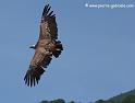 vautourfauve_7500