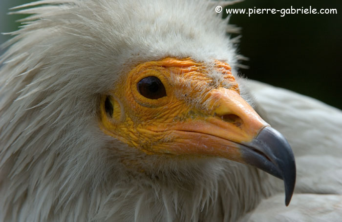 percnoptere_4940.jpg