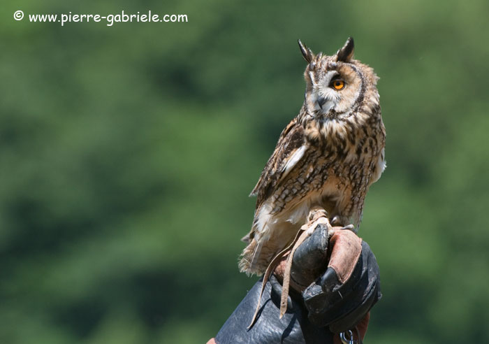 hibou_7473.jpg