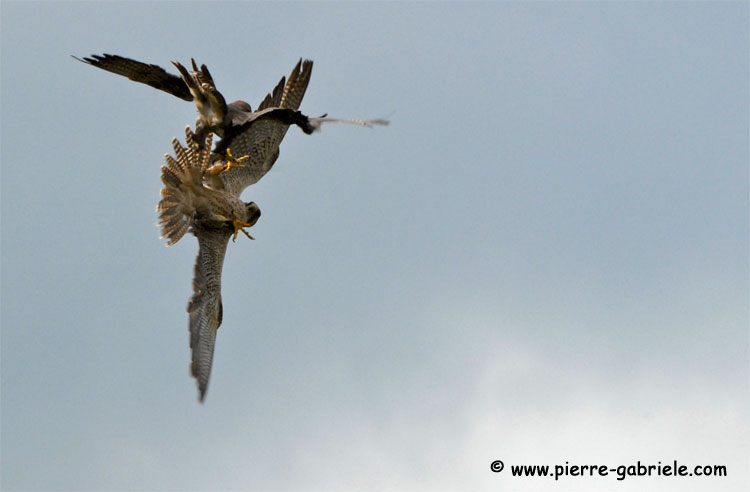 faucon_5019.jpg