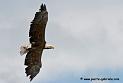 aigleamericain_4906