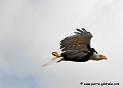 aigleamericain_4940