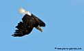 aigleamericain_4943