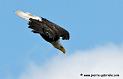 aigleamericain_4944