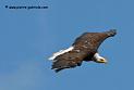 aigleamericain_4949