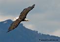 aigleamericain_4966