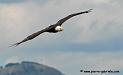 aigleamericain_4967