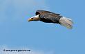 aigleamericain_4978