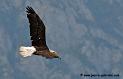 aigleamericain_4987