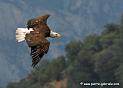 aigleamericain_4988
