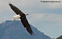 aigleamericain_4989