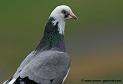 pigeon_3052