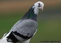 pigeon_3053
