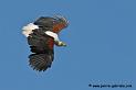 pygargue_4746