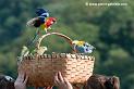 panier_4468